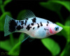 Пецилия долматинец  (Xiphophorus maculatus Dalmatian Platy)