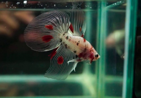 Петушок Вуалехвостый кои самец (Betta-male-Veiltail-coi-)