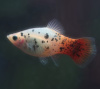 Пецилия красно белая ситцевая (Xiphophorus maculatus white & red calico Platy)