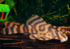 Пеколтия Рио Токантис L080 сом (Peckoltia sp. L080) 3,8 см 