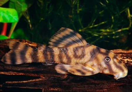 Пеколтия Рио Токантис L080 сом (Peckoltia sp. L080) 3,8 см 