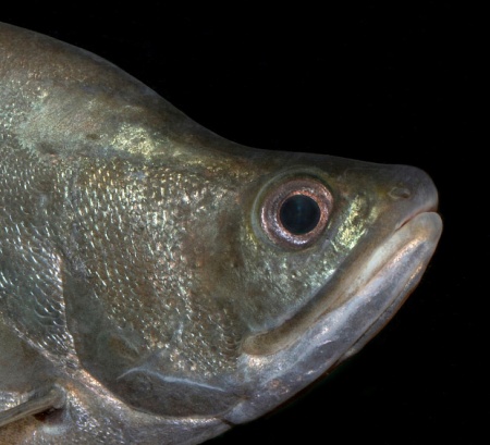 Нож Индийский Хитала глазчатый (Notopterus chitala) 7 см