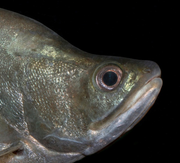 Нож Индийский Хитала глазчатый (Notopterus chitala) 7 см