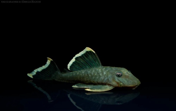 Номерной сом L047  Барианциструс Магнум (Baryancistrus chrysolomus L047)