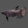 Петушок самка (курочка) Коронохвостая Черная (Betta fish female ) 3-3,5 см