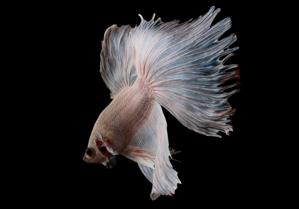 Петушок Супер Дельта белый самец (betta-MALE super-delta-white-)