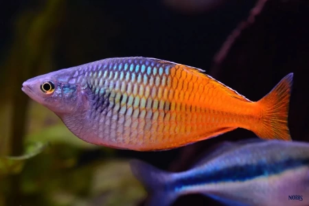 Радужница Боэсмана (Melanotaenia boesemani)