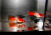 Меченосец Геллера кои красноглазый (Xiphophorus helleri Koi Red Eye)