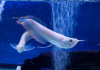 Арована Южноамериканская альбинос (Osteoglossum bicirrhosum albino) 10-12см