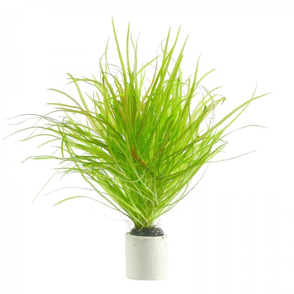 Бликса Японская (Blyxa japonica)