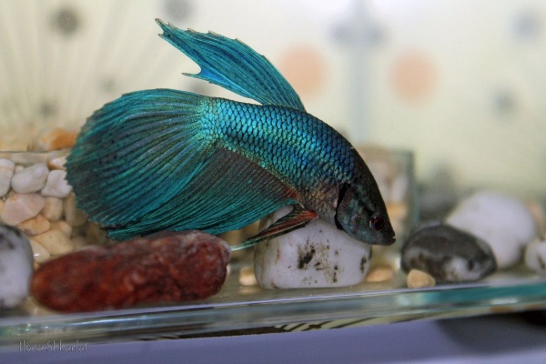 Петушок Вуалехвостый зеленый самец (Betta-Dragon-Veil-Tail-Green)