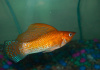 Моллинезия оранжевая парусный (Poecilia velifera orange Molly sailfin)