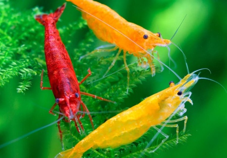 Креветка Красный огонь (Neocaridina heteropoda Fire Red)  ЯРКИЕ