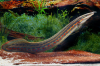 Мастацембел Краснополосый (Mastacembelus Erithrothaenia)  12-15 см