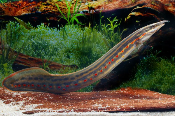 Мастацембел Краснополосый (Mastacembelus Erithrothaenia)  12-15 см