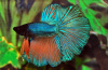 Петушок Супер Дельта неоновый дракон самец (Betta male Super Delta neon)
