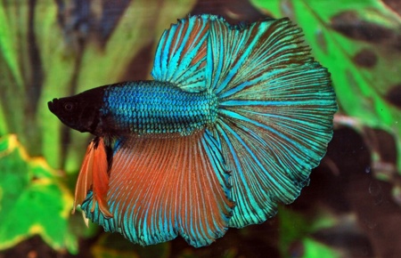 Петушок Супер Дельта неоновый дракон самец (Betta male Super Delta neon)