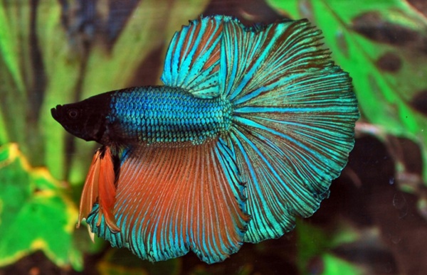 Петушок Супер Дельта неоновый дракон самец (Betta male Super Delta neon)
