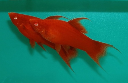Меченосец красный рубин (Xiphophorus helleri red rubin)