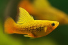 Пецилия золотая высокоплавничная (Xiphophorus variatus gold hifin Platy)