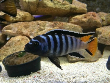 Цихлида Элонгатус псевдотрофеус Мпанга (pseudotropheus elongatus mpanga)