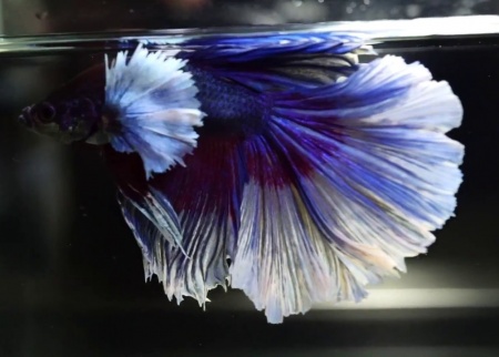 Петушок Халфмун Дамбо синий самец (betta-dumbo-blue-male)
