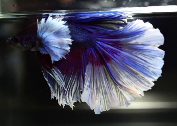 Петушок Халфмун Дамбо синий самец (betta-dumbo-blue-male)