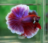 Петушок Халф Мун орхидея пурпурная самец (Betta male Halfmoon purple orchid)