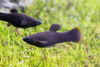 Моллинезия черная  (Poecilia sphenops Black Molly)
