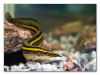 Макрогнатус Чернолинейный  (Macrognathus aral)  7-8 см