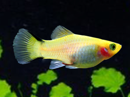 Пецилия золотая комета (Xiphophorus maculatus Golden Comet Platy)