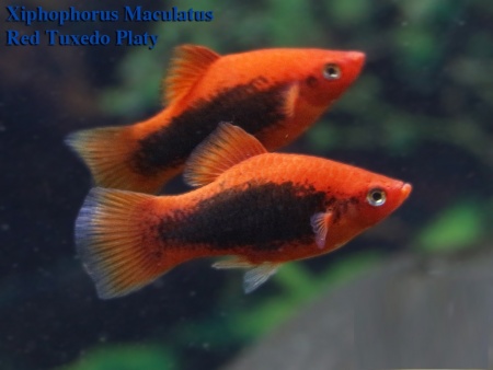 Пецилия красный смокинг (Xiphophorus maculatus toxedo red Platy)