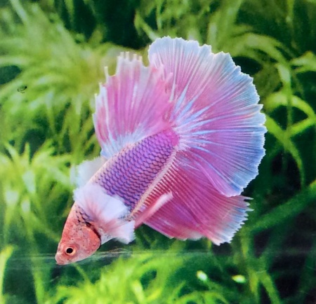 Петушок Халф Мун дамбо пурпурный самец ( betta male halfmoon dambo purple)