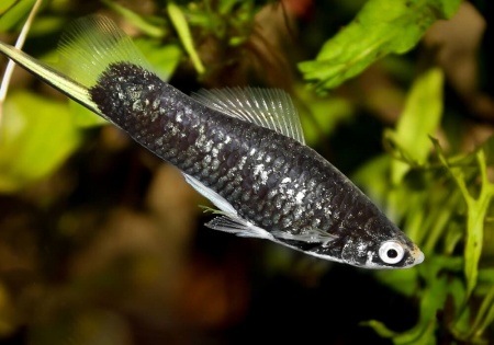 Меченосец Геллера черный (Xiphophorus helleri Black)