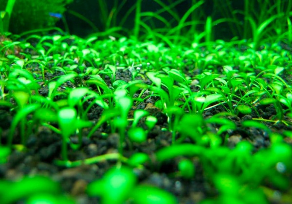 Глоссостигма элатиновидная (Glossostigma elatinoides)