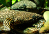 Полиптерус Орнатипиннис (Polypterus ornatipinnis) 15-16 см