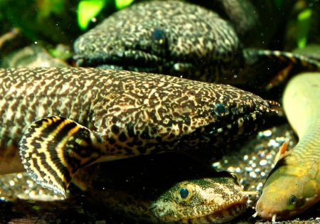 Полиптерус Орнатипиннис (Polypterus ornatipinnis) 15-16 см