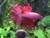 Петушок Коронохвостый розовый самец (Betta-crown-tail-pink)
