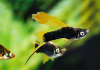 Меченосец Геллера черный флаговый (Xiphophorus helleri Black Sword Hi Fin)