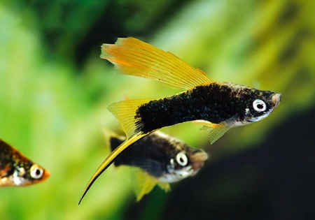 Меченосец Геллера черный флаговый (Xiphophorus helleri Black Sword Hi Fin)