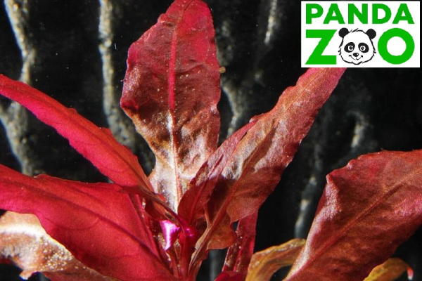 Alternanthera reineckii 'Bronze'- Альтернантера рейника 'бронзовая' L301