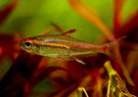 Тетра светлячок Эритрозонус (Hemigrammus Erythrosonus)