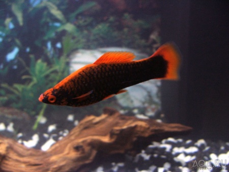 Меченосец Геллера черный Красноплавничный (Xiphophorus helleri Black)