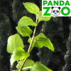 Акмелла ползучая  (Acmella repens ) L189
