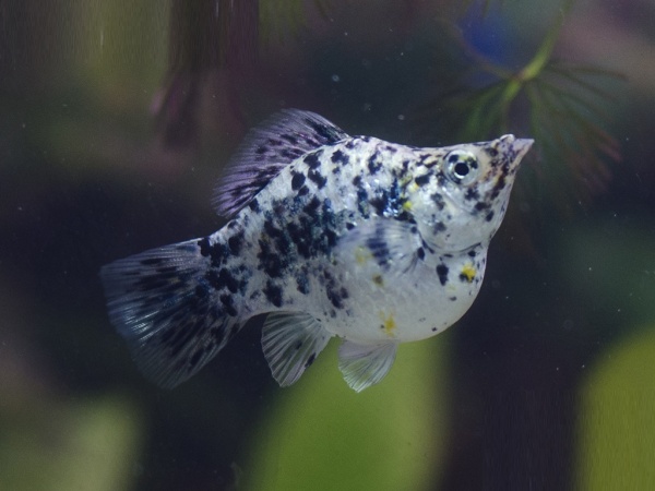 Моллинезия мрамор баллон (Poecilia sphenops Marble Molly balloon) 3,3-3,5см