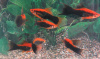 Меченосец Кубинский (Xiphophorus helleri Red Black Tuxedo)