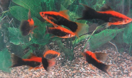 Меченосец Кубинский (Xiphophorus helleri Red Black Tuxedo)
