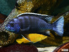 Цихлида Аки белохвостый (Pseudotropheus acei Ngara) Псевдотрофеус ацей Нгара 4-5 см