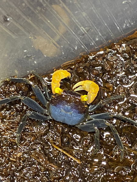 Краб Вампир Лекауда Самец (Geosesarma sp. “lecauda”)