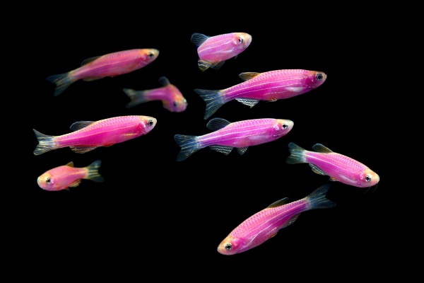 Данио рерио Глофиш розовый (Danio rerio glofish)